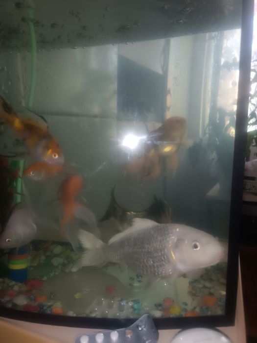 Рыбы с Аквариумом