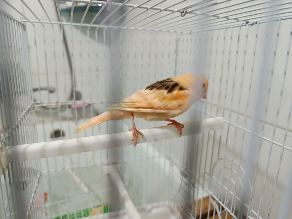Канарейка молодой нар