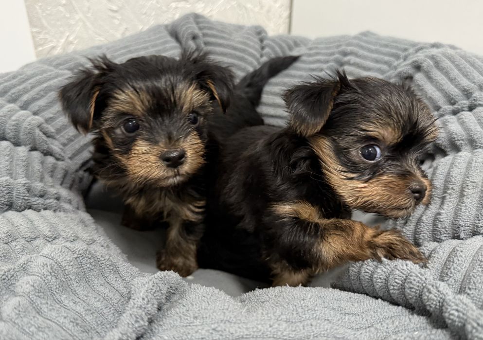 Йоркширский терьер, щенки