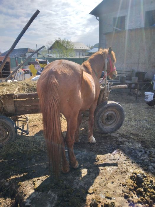 Vand Armasar Varsta 12 Ani