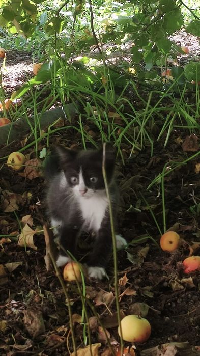 Отдам в добрые руки котят крысоловки