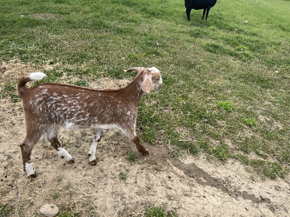 tapi metis cu varsta de doua luni