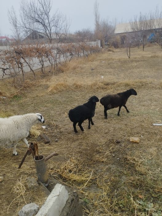 Зотдор кучкор барра