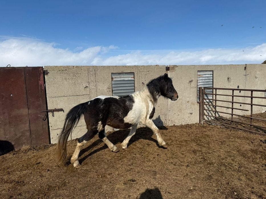 Айгыр ала . 5 лет .