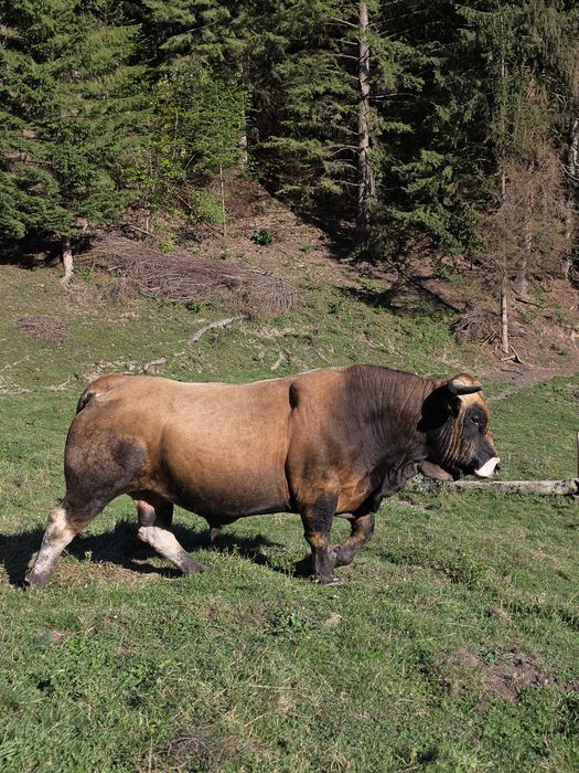 Vând taur Aubrac pentru montă