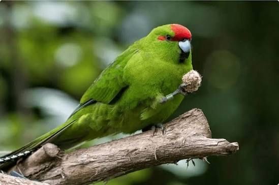 Кокарики шымкент