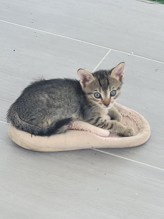 Ei nu cer mult... doar o canapea și multă iubire. Adoptă!
