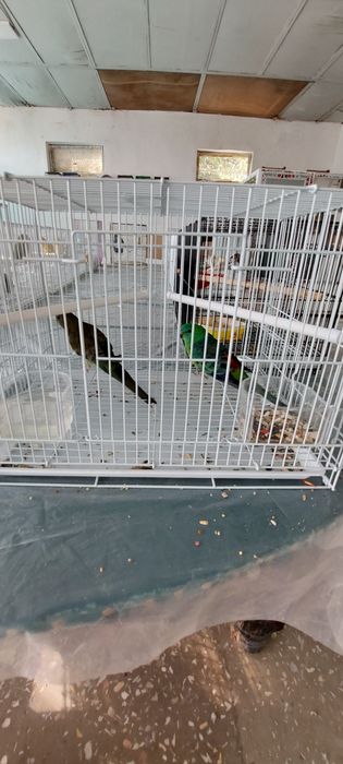 Неразлучники Карелла и Волнистые