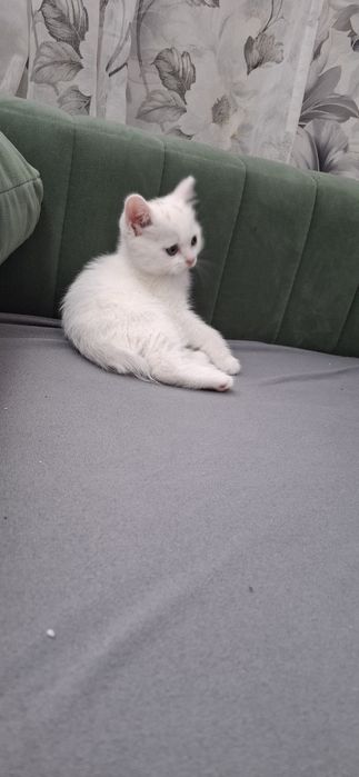 Шотландские котята мальчики и девочки