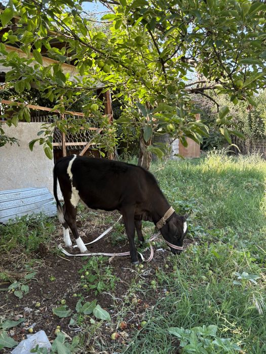 Тана сатылады пародалы