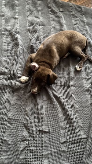 Funky pop Stranger things | фигурки Kinder joy очень странные дела