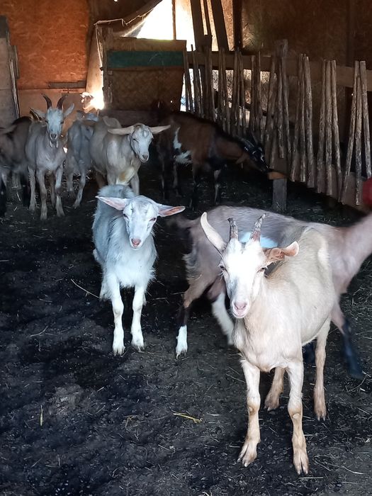 Iede și iezi din capre exclusiv de lapte,poze reale!