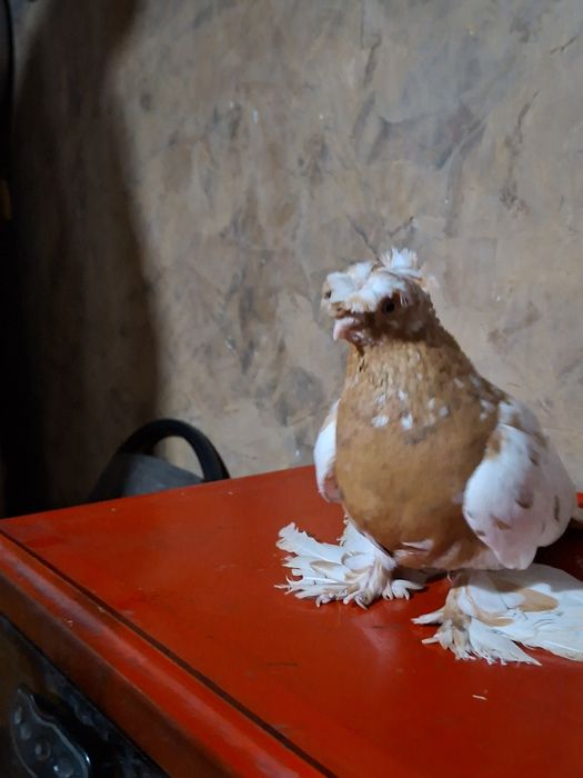 Голуби голуби голуби