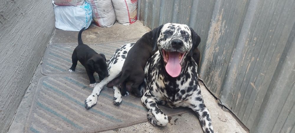 Продаются щенки !