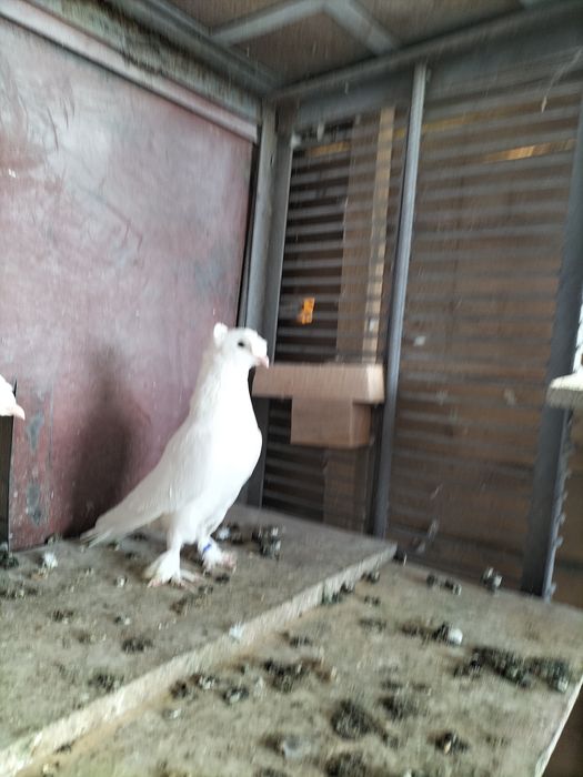 Голуби турецкие такла