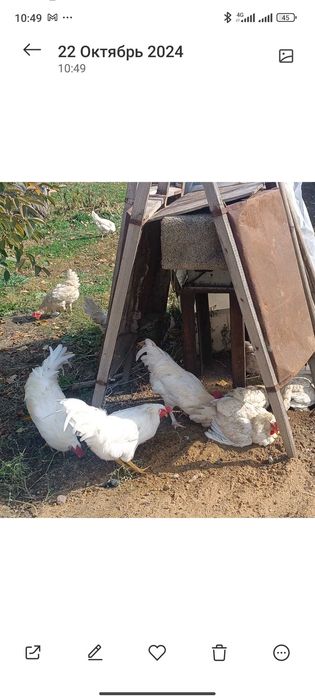 Продам петухов на племя