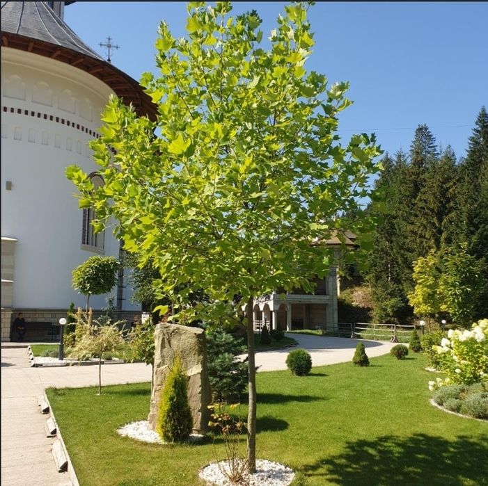 Platan englezesc, glob