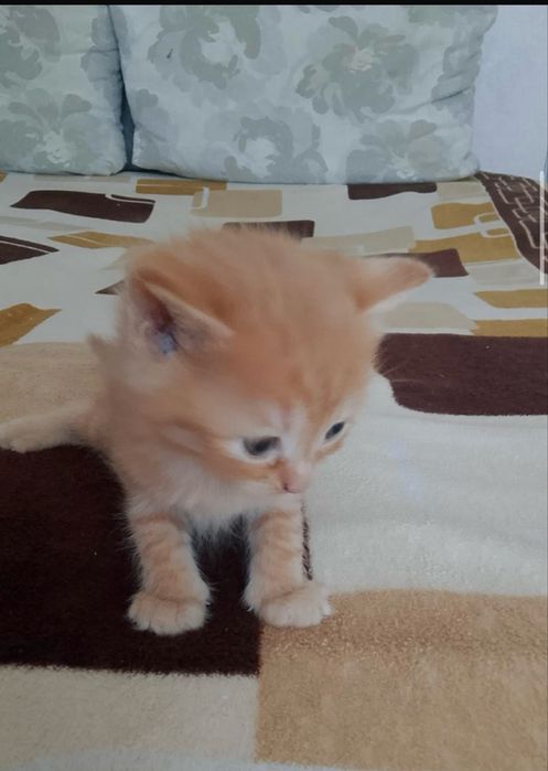 Котята породистые