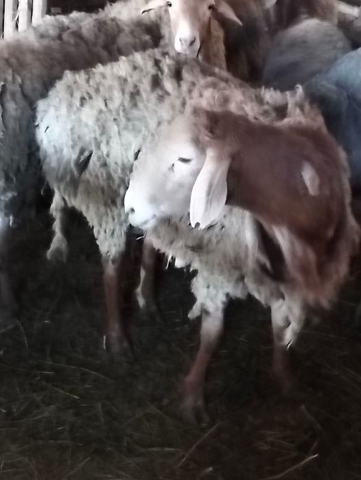 Арашан кошкарлар