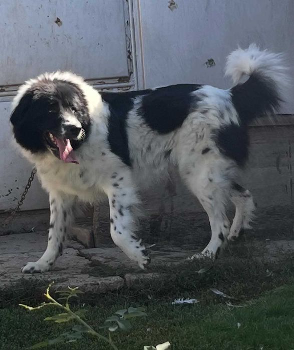 Български овчарски кутрета с родословие