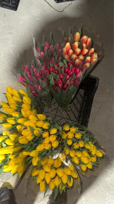 Доставка Тюльпанов