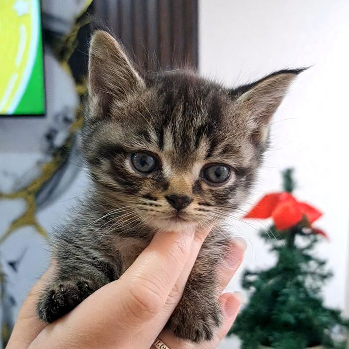 Манчкин-крошки котята