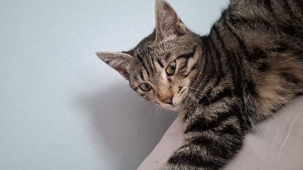 Отдам в хорошие руки