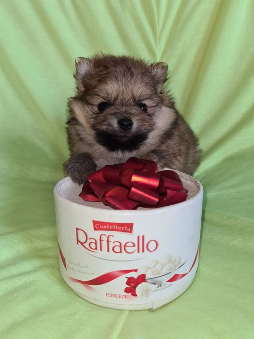 Померанский шпиц