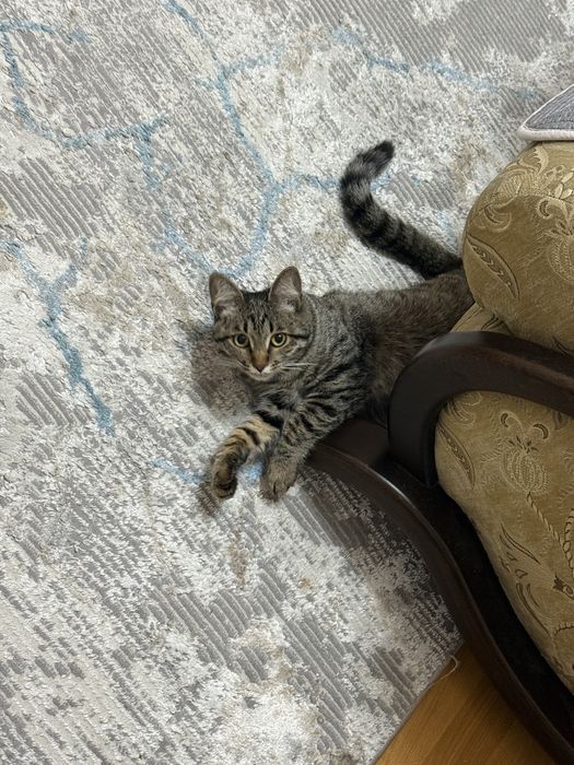 отдам котенка в хорошие руки