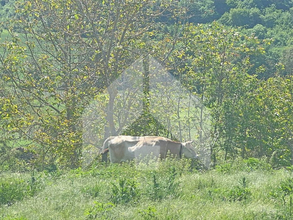 Продава се Парцел в с. Лиси връх, Област Шумен - 4420 кв.м за 3 €/кв.м - Снимка #3