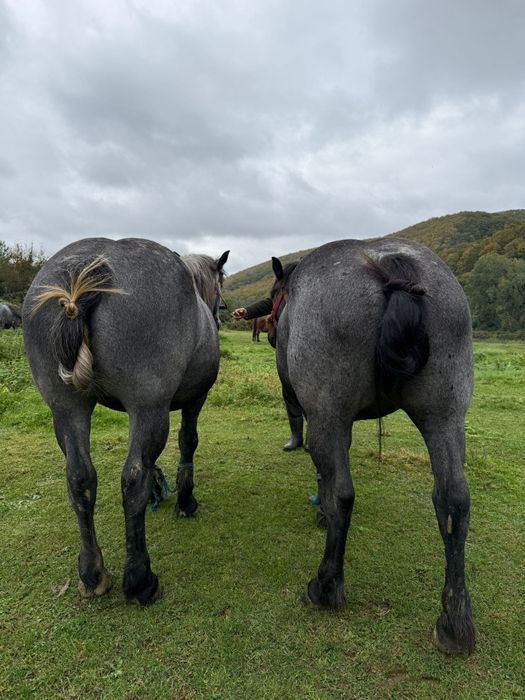 Vând două mânze surori