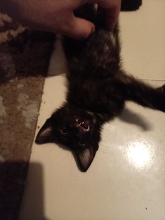 Черно коте търси дом Пловдив