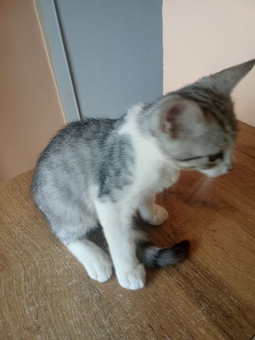 Отдам бесплатно котика