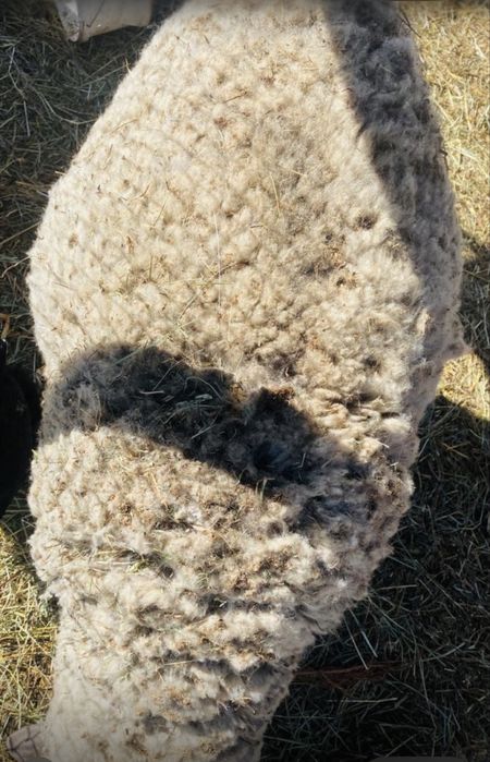 Продам племяного  Кошкара