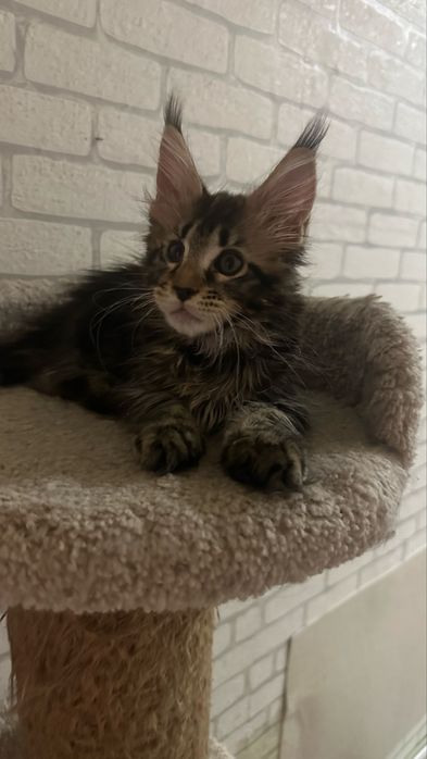 Продажа котят с питомника