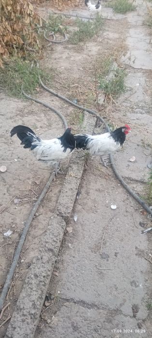 Продам петушков молодняк