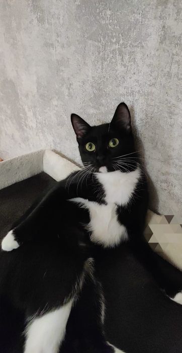 Стерилизованная роскошная Буся!!