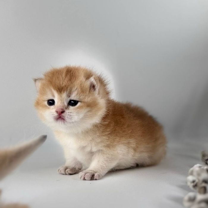 Котятки шиншилки золотинки