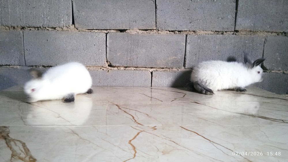 Quyonlar, kalliforniya quyonlar