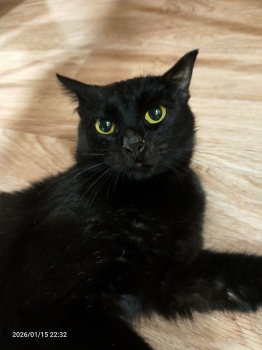 Коты в добрые руки