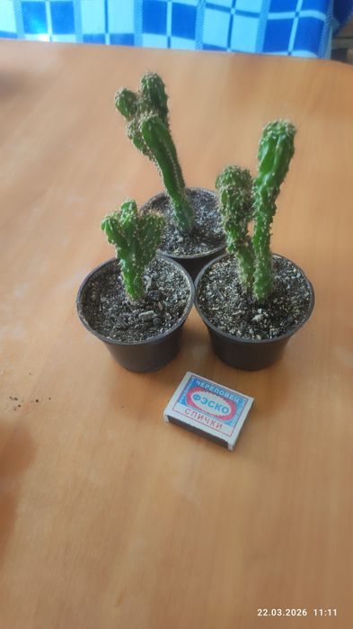 Кактусы скала маленькие.