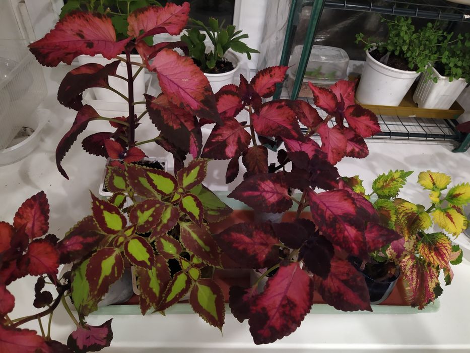 Пеларгония, Герань