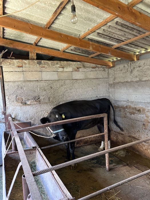 Сиыр Дөнежін сатылады