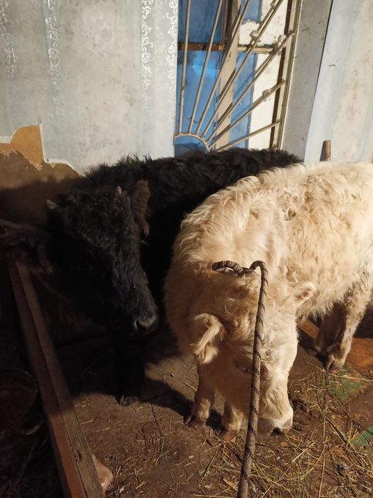 Ургашы  еки бас сатылымда