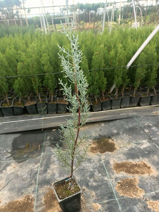 Сенсы кипарисовников.