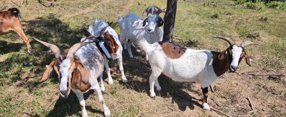 Capre  boer oferta !