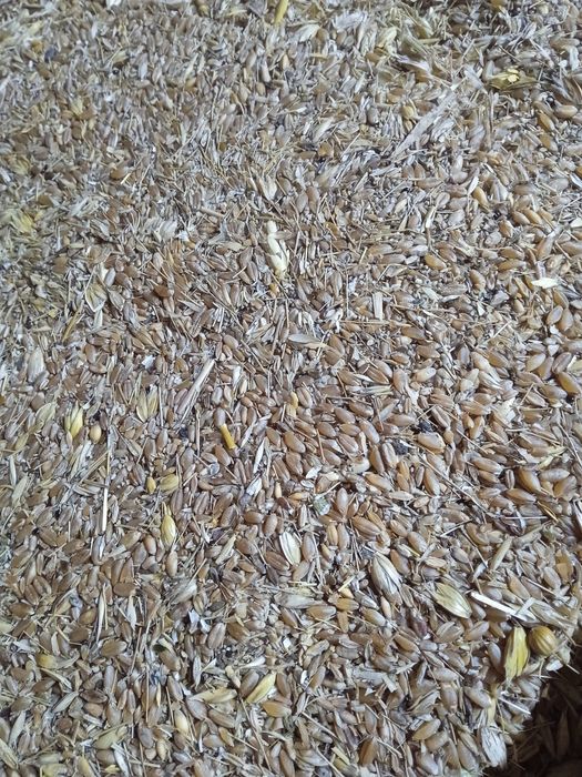 Зерно отходы пшеничные