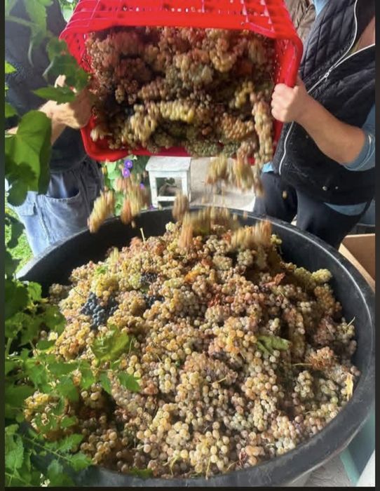 Vand struguri de vin recolta 2026 asigur transport in toata tara pentru comenzi sunati la nr 0766573939