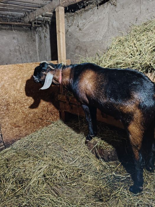 Tap anglonubian de vanzare