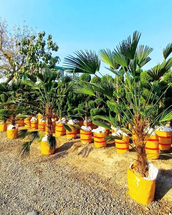 Туркиядан келтнрилган Кирарис Узбекистонда уетиштирилган Арча бор